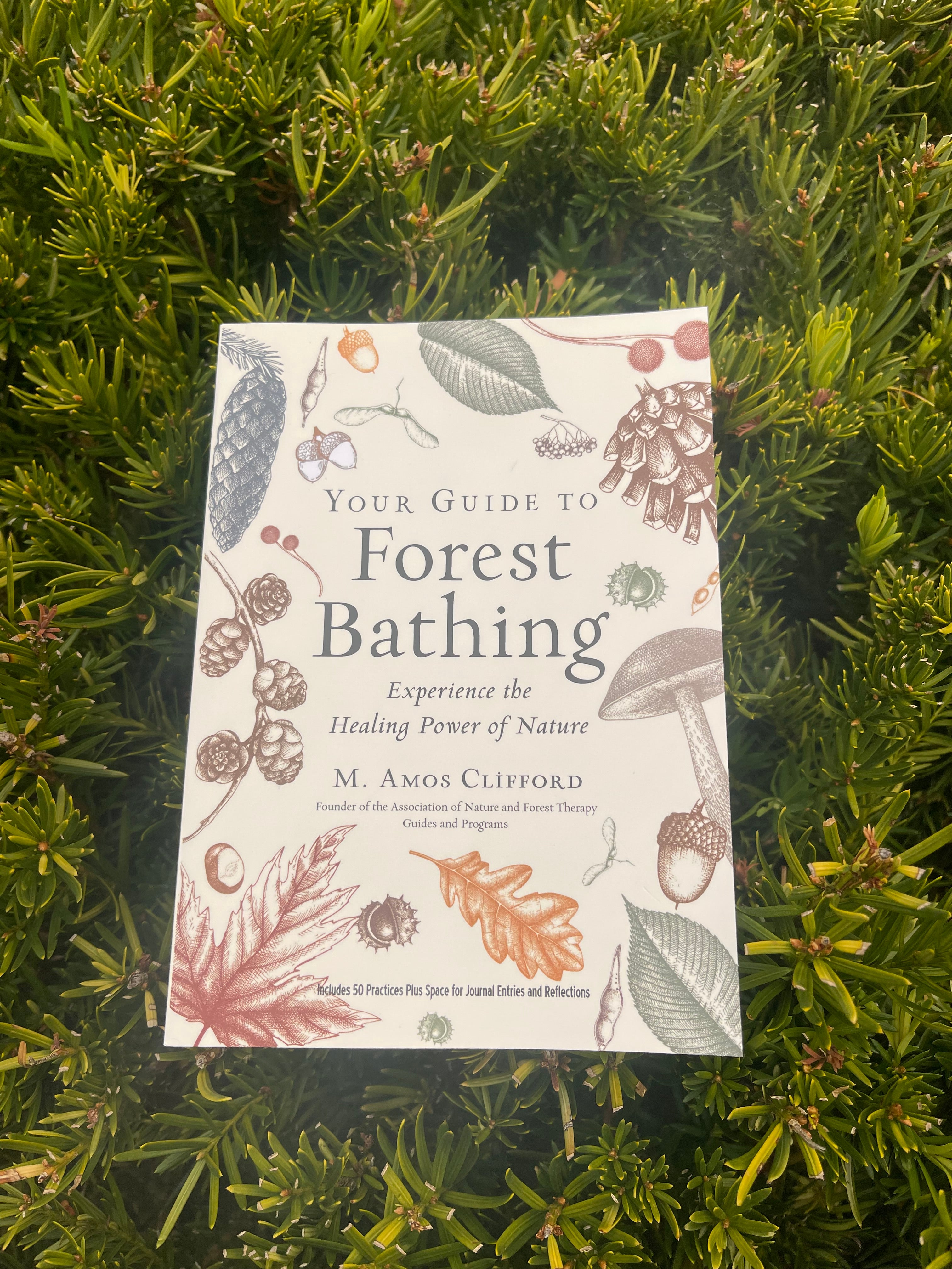 Your Guide To Forest Bathing – Kripalu Online Shop